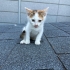 ürkek winnie'ye kalıcı yuvasını arıyoruz fotoğraf