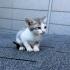 Çoraplı'ya kalıcı yuvasını arıyoruz fotoğraf