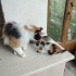 ŞANS KEDİSİ, ÇÖPSÜZ ÜZÜM, DÜNYA GÜZELİ fotoğraf