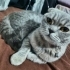 Pamuk yeni sahip arıyor fotoğraf