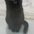 Sakin huylu oyuncu çok sevecen bir kedi fotoğraf