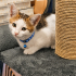 Acil yuva aranıyor fotoğraf
