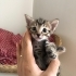 Bir buçuk aylık tekir bebişlere yuva arıyoruz fotoğraf