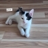 Acil yuva aranıyor fotoğraf