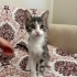 Acil 4 Aylık Tekir Kedimi Sahiplendiriyorum fotoğraf