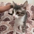 Acil 4 Aylık Tekir Kedimi Sahiplendiriyorum fotoğraf