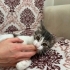 Acil 4 Aylık Tekir Kedimi Sahiplendiriyorum fotoğraf