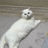 Acil Yuva Arıyorum fotoğraf