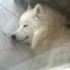 Lucy için ömürlük yuva arıyoruz fotoğraf