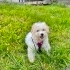3 Aylık Maltese Terrier Yavrumuza Sevgi Dolu Bir Yuva Arıyoruz 🐾 fotoğraf