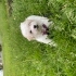 3 Aylık Maltese Terrier Yavrumuza Sevgi Dolu Bir Yuva Arıyoruz 🐾 fotoğraf