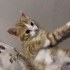Kaju yuva bulmaya hazır fotoğraf