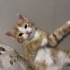 Kaju yuva bulmaya hazır fotoğraf