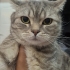 2 yaşında kedim :( fotoğraf