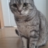 2 yaşında kedim :( fotoğraf