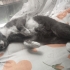 Eğitimli, uysal ve oyun arkadaşı bir kedi fotoğraf