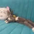 Eğitimli, uysal ve oyun arkadaşı bir kedi fotoğraf