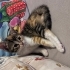 Kaktüs yuva bulmaya hazır fotoğraf