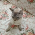 10 Aylık Erkek British Shorthair fotoğraf