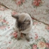 10 Aylık Erkek British Shorthair fotoğraf