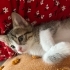 Minik Prenses Zarife’ye Ömürlük Yuva Arıyoruz 🐾 fotoğraf