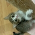 Minik Prenses Zarife’ye Ömürlük Yuva Arıyoruz 🐾 fotoğraf