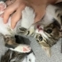 Minik Prenses Zarife’ye Ömürlük Yuva Arıyoruz 🐾 fotoğraf