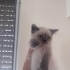 🐾 Ömürlük Yuva Aranıyor 🐾 fotoğraf