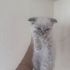 🐾 Ömürlük Yuva Aranıyor 🐾 fotoğraf