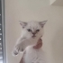 🐾 Ömürlük Yuva Aranıyor 🐾 fotoğraf