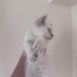 🐾 Ömürlük Yuva Aranıyor 🐾 fotoğraf