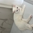 British shorthair cinsi 1 yaşında kedi fotoğraf