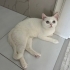British shorthair cinsi 1 yaşında kedi fotoğraf