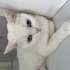 British shorthair cinsi 1 yaşında kedi fotoğraf