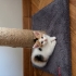 1.5 Aylık Dişi Calico Yavru Kedi Ömürlük Yuvasını Arıyor fotoğraf