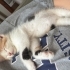 1.5 Aylık Dişi Calico Yavru Kedi Ömürlük Yuvasını Arıyor fotoğraf