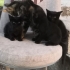 Üç Küçük Yavru Kedi fotoğraf