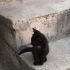 Üç Küçük Yavru Kedi fotoğraf