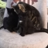 Üç Küçük Yavru Kedi fotoğraf