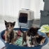 Karpuz, Susam ve Karamel kardeşler o şanslı kişiyi arıyor😸 fotoğraf