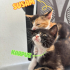 Karpuz, Susam ve Karamel kardeşler o şanslı kişiyi arıyor😸 fotoğraf