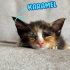 Karpuz, Susam ve Karamel kardeşler o şanslı kişiyi arıyor😸 fotoğraf