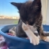 Karpuz, Susam ve Karamel kardeşler o şanslı kişiyi arıyor😸 fotoğraf
