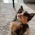 Karpuz, Susam ve Karamel kardeşler o şanslı kişiyi arıyor😸 fotoğraf