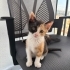Karpuz, Susam ve Karamel kardeşler o şanslı kişiyi arıyor😸 fotoğraf