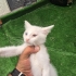 Sokağa atılmış, bir yuvası olsun fotoğraf