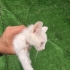 Sokağa atılmış, bir yuvası olsun fotoğraf