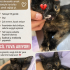 GÖZÜ TEDAVİ EDİLDİ , 1.5 AYLIK fotoğraf