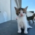 Beyaz oğluşa yuva arıyoruz fotoğraf