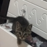 KURTARDIĞIMIZ YAVRU KEDİ ALVIN YUVA ARIYOR🐾 fotoğraf
